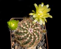 Echinocereus viridiflorus v montanus Lz90