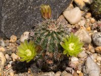 Echinocereus viridiflorus