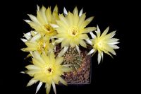 Echinopsis aurea