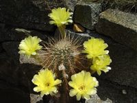 Echinopsis aurea2