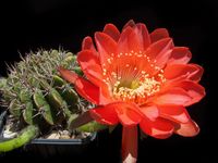 Echinopsis calorubra v mizquensis RH 858