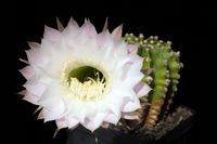 Echinopsis eyriesii