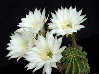 Echinopsis eyriesii2