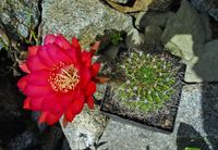 Echinopsis hyb 1265