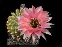 Echinopsis hyb Agamemnon