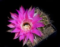 Echinopsis hyb Anna Maria