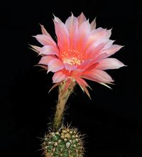 Echinopsis hyb Aurora