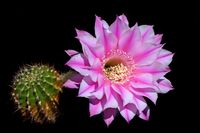 Echinopsis hyb Brigittes Beauty