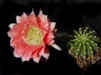 Echinopsis hyb Cajamarca Wessner 332