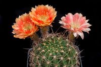 Echinopsis hyb Debrecen