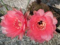 Echinopsis hyb GS 205