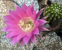 Echinopsis hyb GS 65 (DO31)