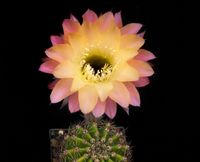 Echinopsis hyb Gold Dollar