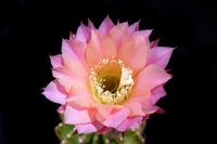 Echinopsis hyb Gr&auml;ser 24