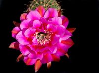 Echinopsis hyb Graf