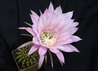 Echinopsis hyb Hans Sachs