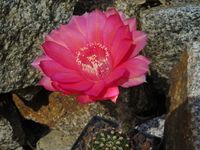 Echinopsis hyb Herbert Baierl