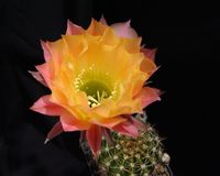 Echinopsis hyb Heros STAWO 319