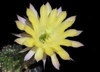 Echinopsis hyb Jealousy