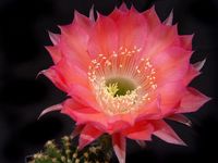 Echinopsis hyb Karo Bube