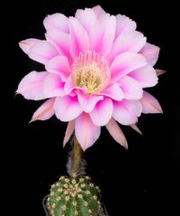 Echinopsis hyb Lautenthal rose