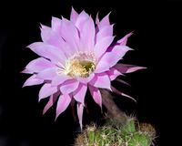 Echinopsis hyb Lurin