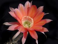 Echinopsis hyb Maas100