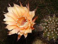 Echinopsis hyb Maas119