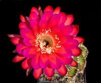 Echinopsis hyb Madame Pele