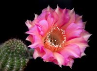 Echinopsis hyb Marathon