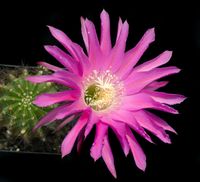 Echinopsis hyb Maria Piazza