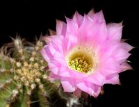 Echinopsis hyb Morning Glory