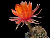 Echinopsis hyb Mount Everest A1 Marek