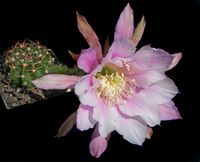 Echinopsis hyb Nanga Parbat EF 14 Marek