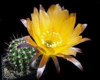 Echinopsis hyb Olching 104