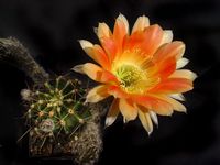 Echinopsis hyb Olching 106