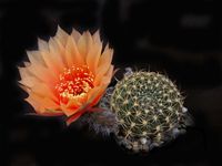 Echinopsis hyb Olching 56