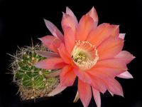 Echinopsis hyb Orange Glory