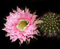 Echinopsis hyb P2