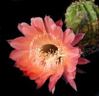 Echinopsis hyb Prinzregent