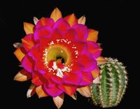 Echinopsis hyb Regent