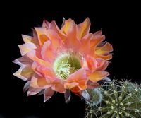 Echinopsis hyb Reverie