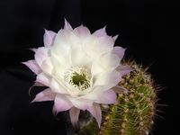 Echinopsis hyb Santa bei Hitze