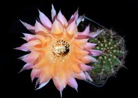 Echinopsis hyb Santa