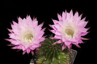 Echinopsis hyb Schicktanz