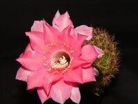 Echinopsis hyb Sonata