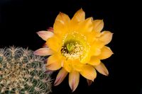 Echinopsis hyb Steinfeld 1678