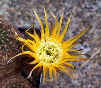 Echinopsis hyb Stern von Lorsch