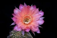 Echinopsis hyb Sunset