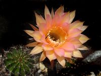 Echinopsis hyb Tauris